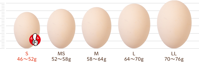 鶏卵別サイズ比較：卵の大きさと種類